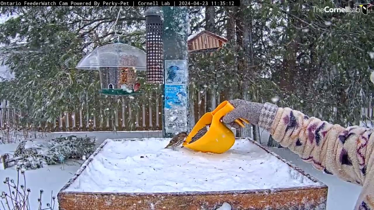 Pine Siskin Nibbles From Cam Host's Seed Scoop As Ontario Cam Season Winds Down – April 23, 2024