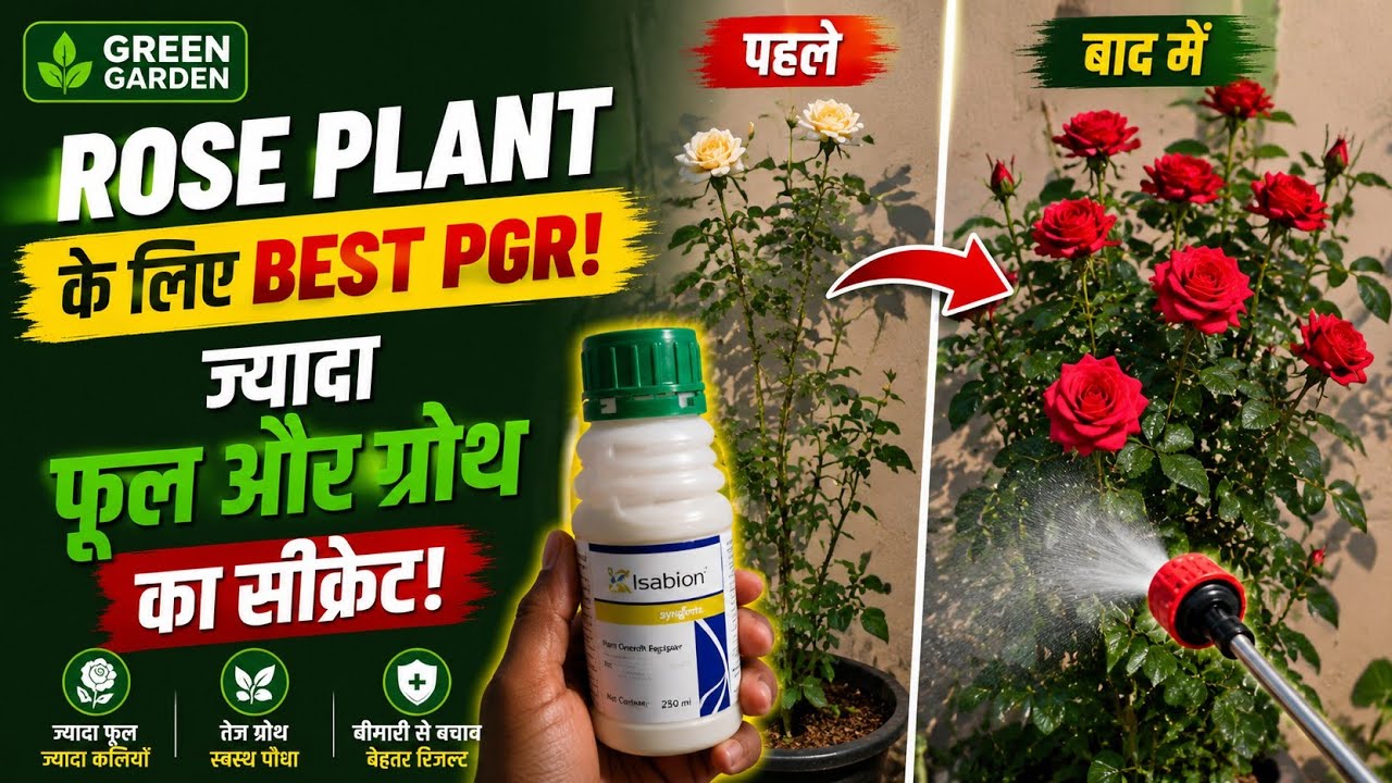 Best PGR for Rose flower plants.