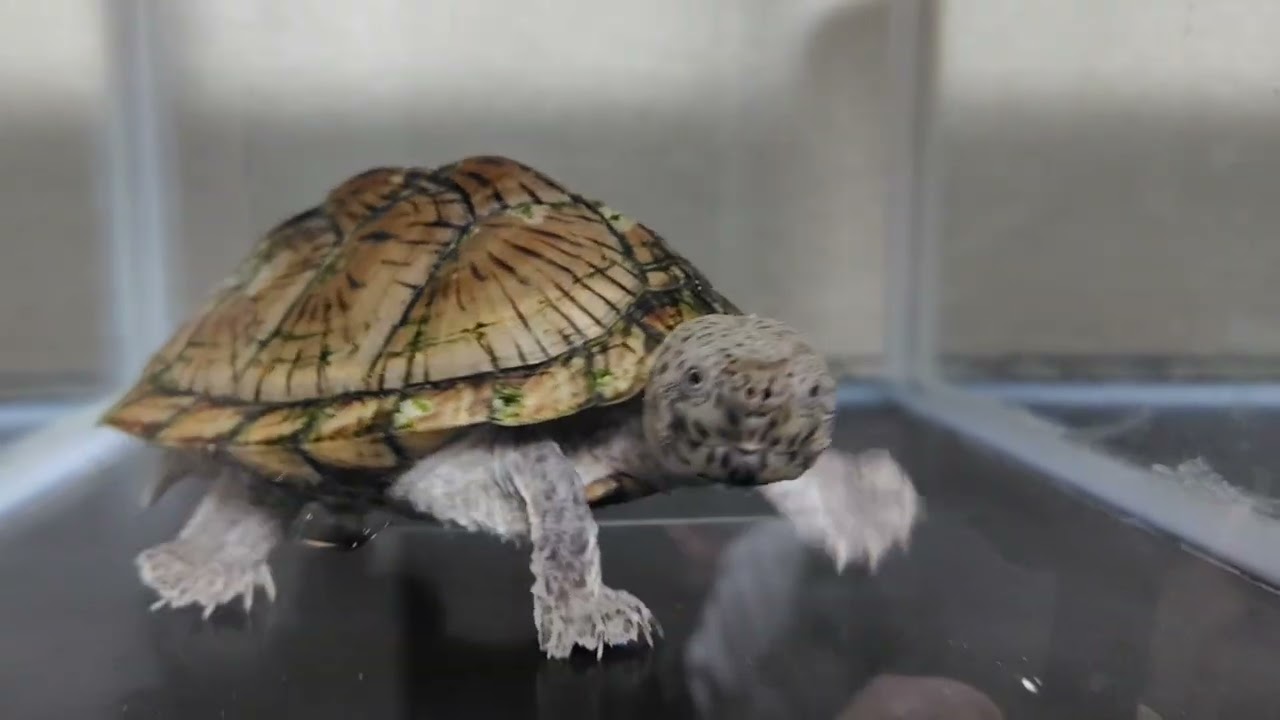 2026.3.1.カブトニオイを怖がる娘