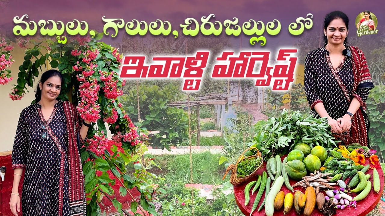 Beautiful Harvest /ఆహ్లాదకరమైన వాతావరణంలో హార్వెస్ట్ @MADGARDENER