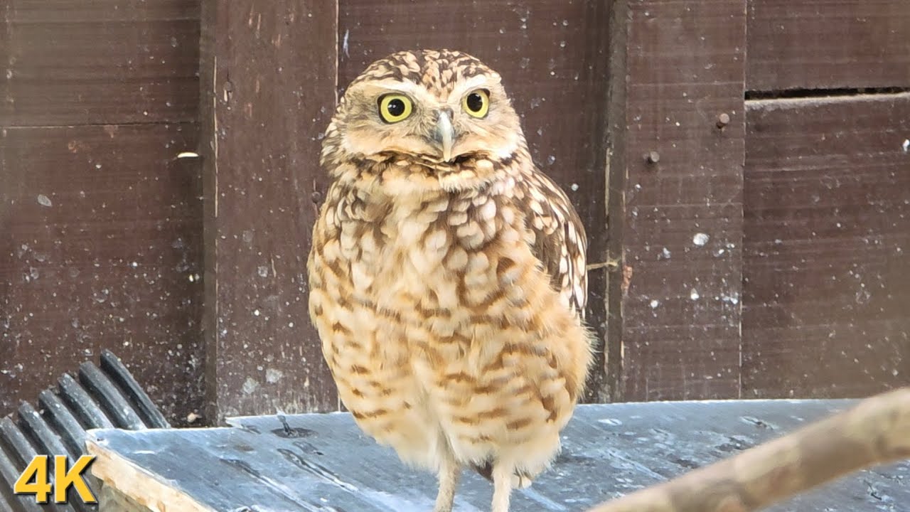 Incredible 4K Owl Close-Up | Nature’s Silent Hunter