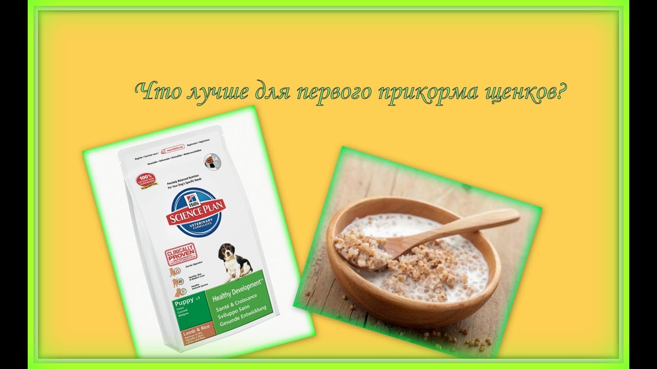 Первое кормление щенков из миски. САО 19 дней. Питомник 