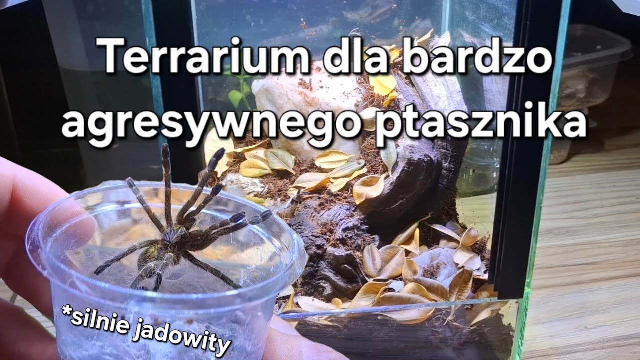 Terrarium dla agresywnego ptasznika z afryki | jadowity Pterinochilus murinus DCF