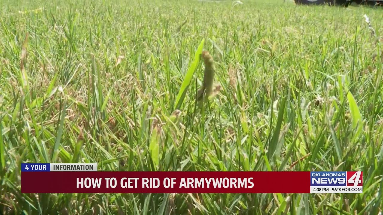 How to get rid of armyworms