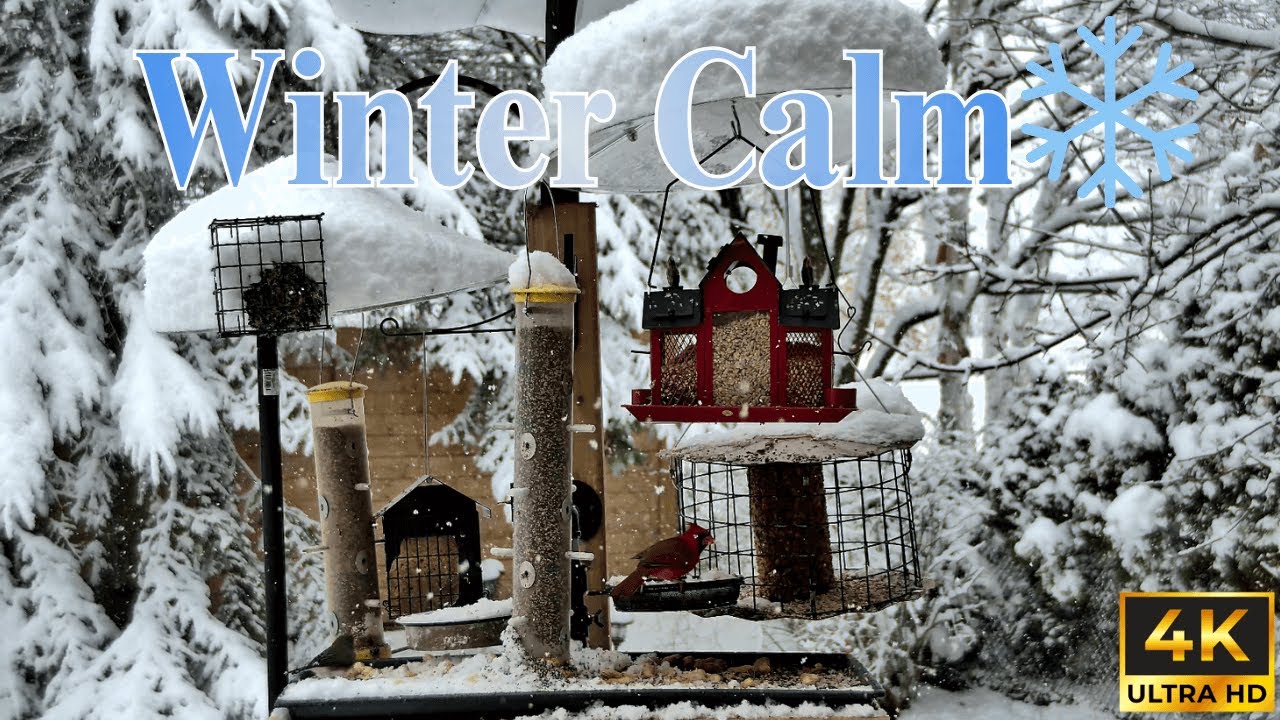 Peaceful Winter ❄️ Long Hours of Gentle Ambience