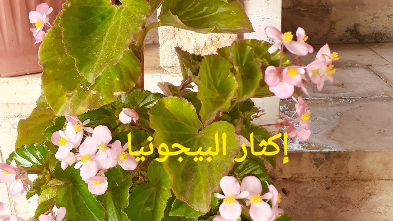 تعرّف على الطريقة الصحيحة لإكثار نبات البيجونيا