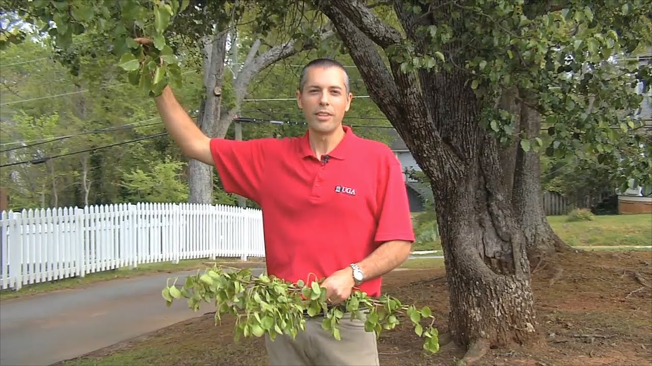 Extension Corner – Drawbacks To Bradford Pear Trees