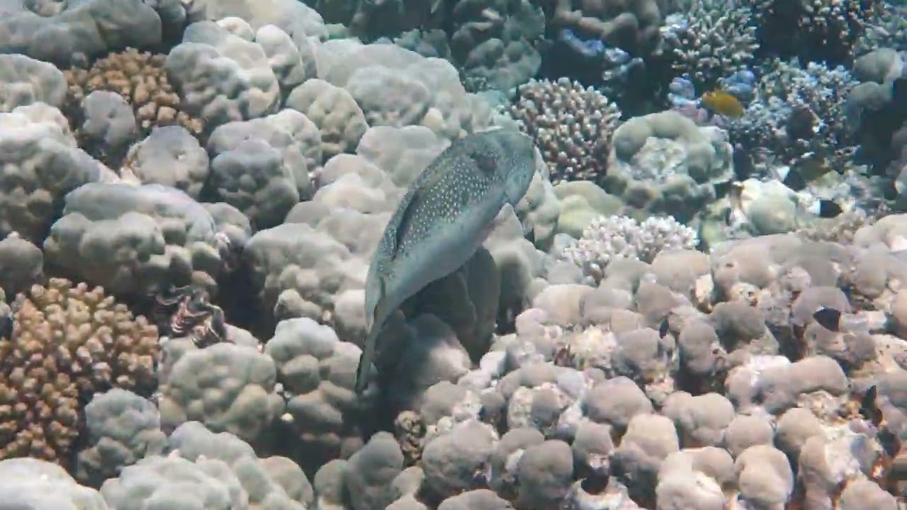 Egypt 2023, The Breakers Resort, Snorkeling in Soma Bay