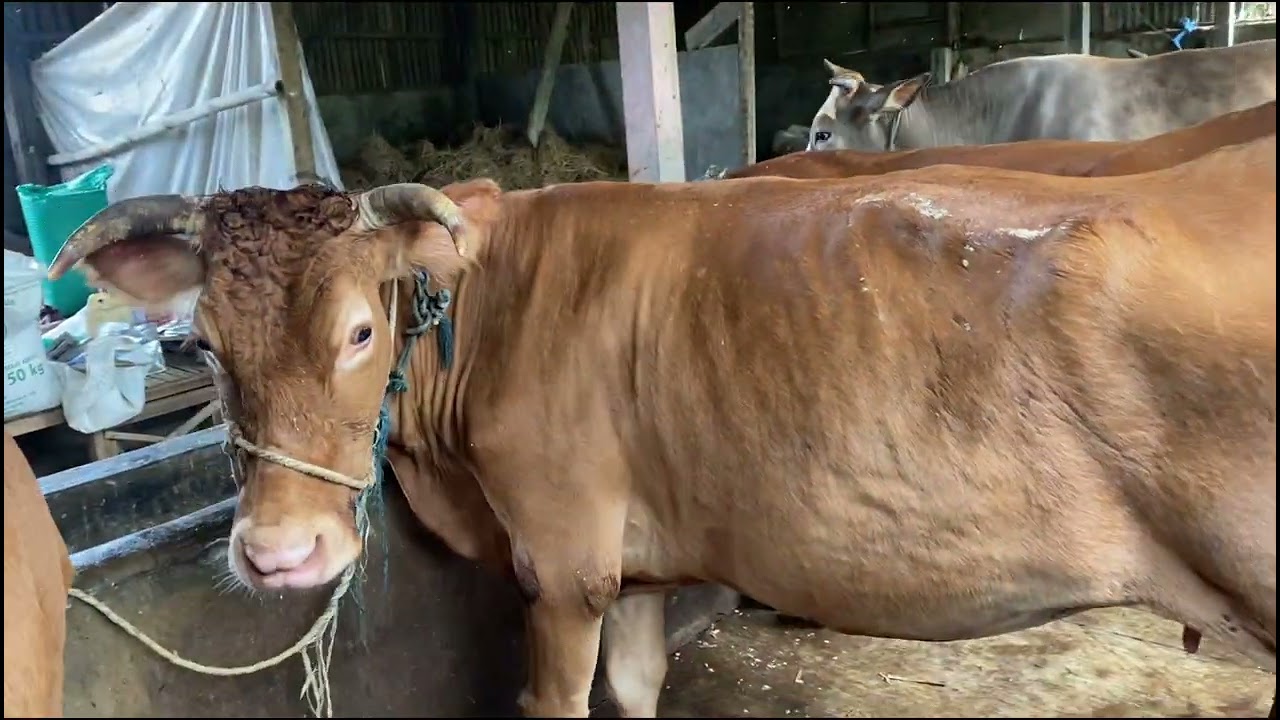 MELAPORKAN HASIL BENGKELAN SAPI BETINA SETELAH 3 BULAN PERAWATAN DIKANDANG SAYA PRIBADI.