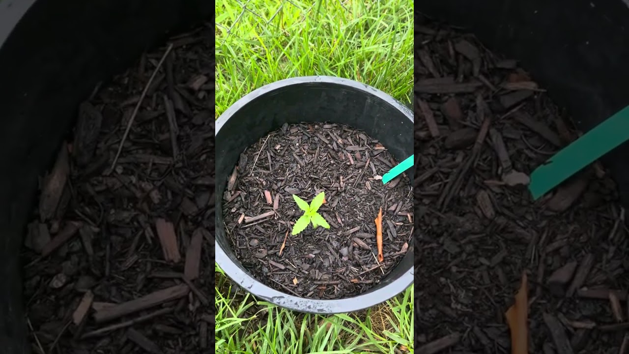 Barney&rsquo;s Farm 2025 Outdoor Grow.