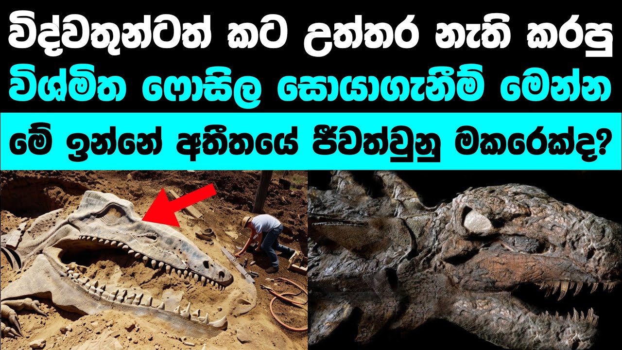 ඔලුව හොල්මන් වෙලා යන අමුතුම විදිහේ පොසිල සොයාගැනීම් | Crazy fossil findings all time