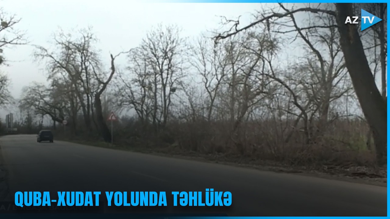 Qurumuş irigövdəli ağaclar hər an aşa bilər - Yolda TƏHLÜKƏ