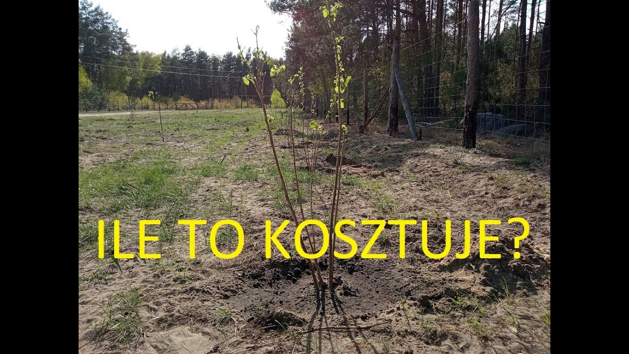 Sadzenie czarnej porzeczki i ceny na targu