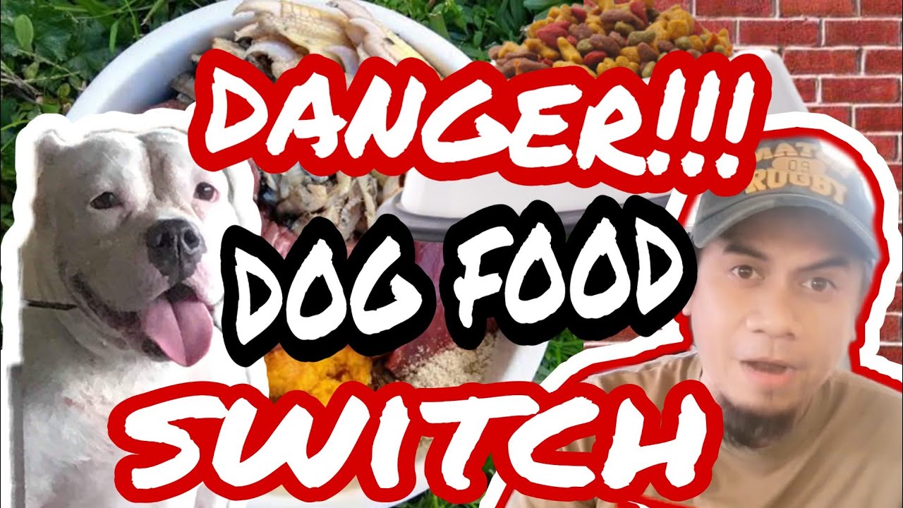 BEST WAY to Switch dog food // dog food transition // Raw Food Diet