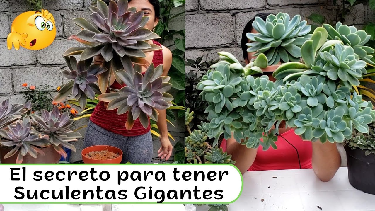 ASOMBROSO😱 Cómo tener suculentas GIGANTES? TE CUENTO MIS SECRETOS!!