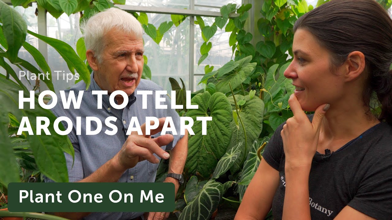 How to Tell AROIDS Apart From One Another, with Dr. TOM CROAT — Ep. 263