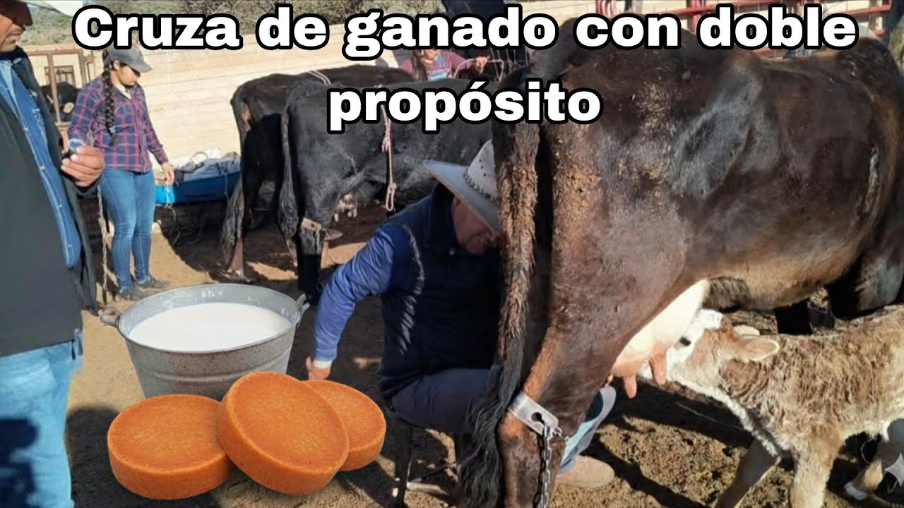El mejor Queso añejo, en el rancho El Colorado 👌🥛🐄