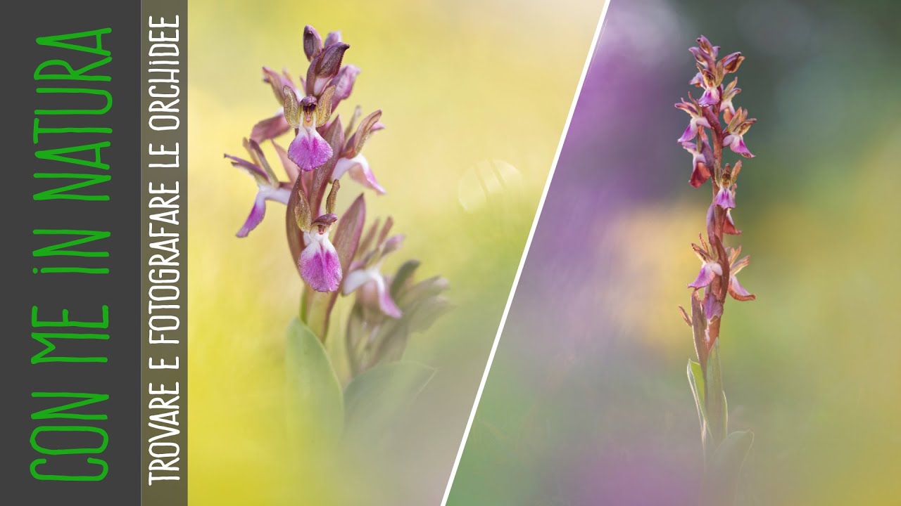 Come trovare le orchidee selvatiche e come fotografarle in una giornata nuvolosa!