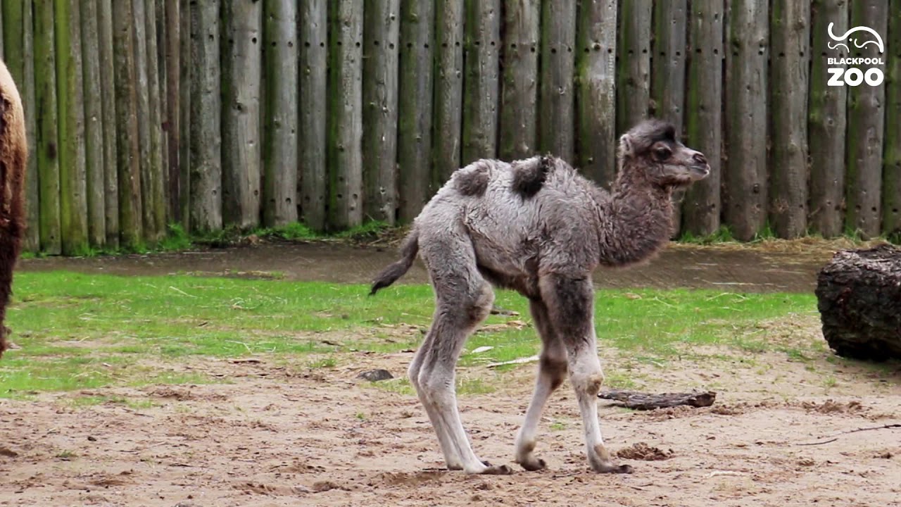Introducing Louis, our 4 day old camel calf