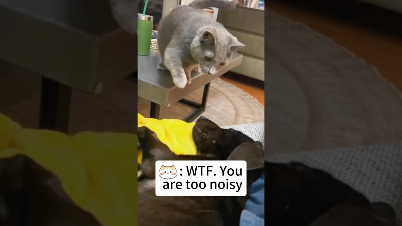 🐱:You&rsquo;re making too much noise shut up! #cats #cat #suncats #catfunny #funny #dog  #pets #funnycat