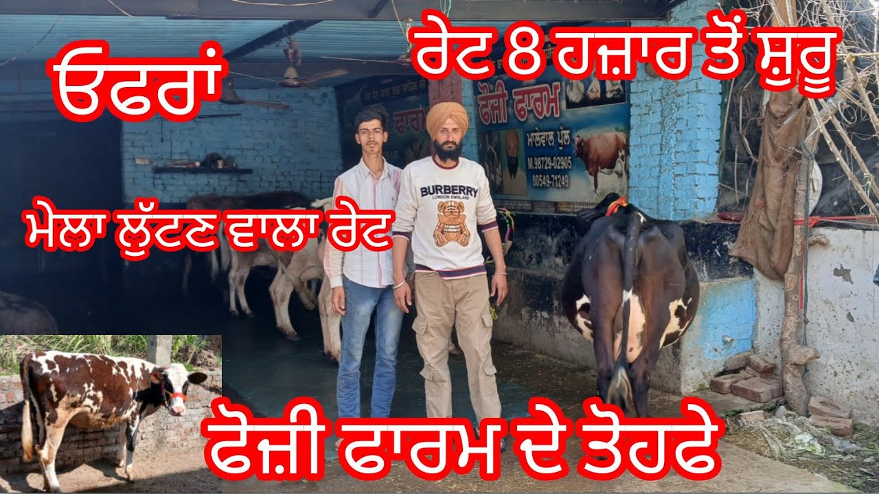 20 ਵੈੜਾ ਛੋਟੇ ਛੋਟੇ ਰੇਟ ਉਡਦੀਆਂ ਵਾਲੇ 8 ਹਜਾਰ ਤੋਂ ਰੇਟ ਸ਼ੁਰੂ ਲੁੱਟ ਲਓ ਮੇਲਾ cow for sale #cheema dairy farm 