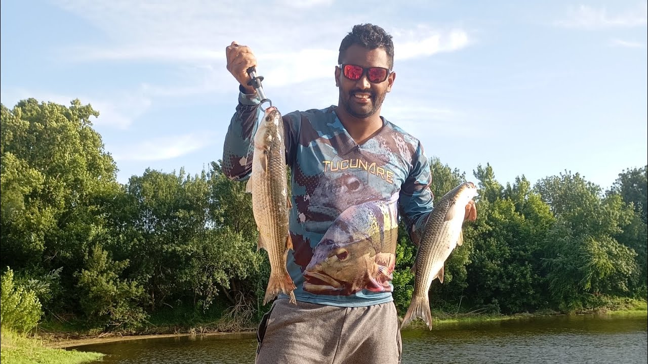 Pescaria/ fataças do rio Tejo. Aprenda a pescar fataça 