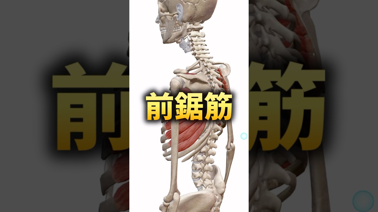 【本当に使えてる？】前鋸筋 #ピラティス