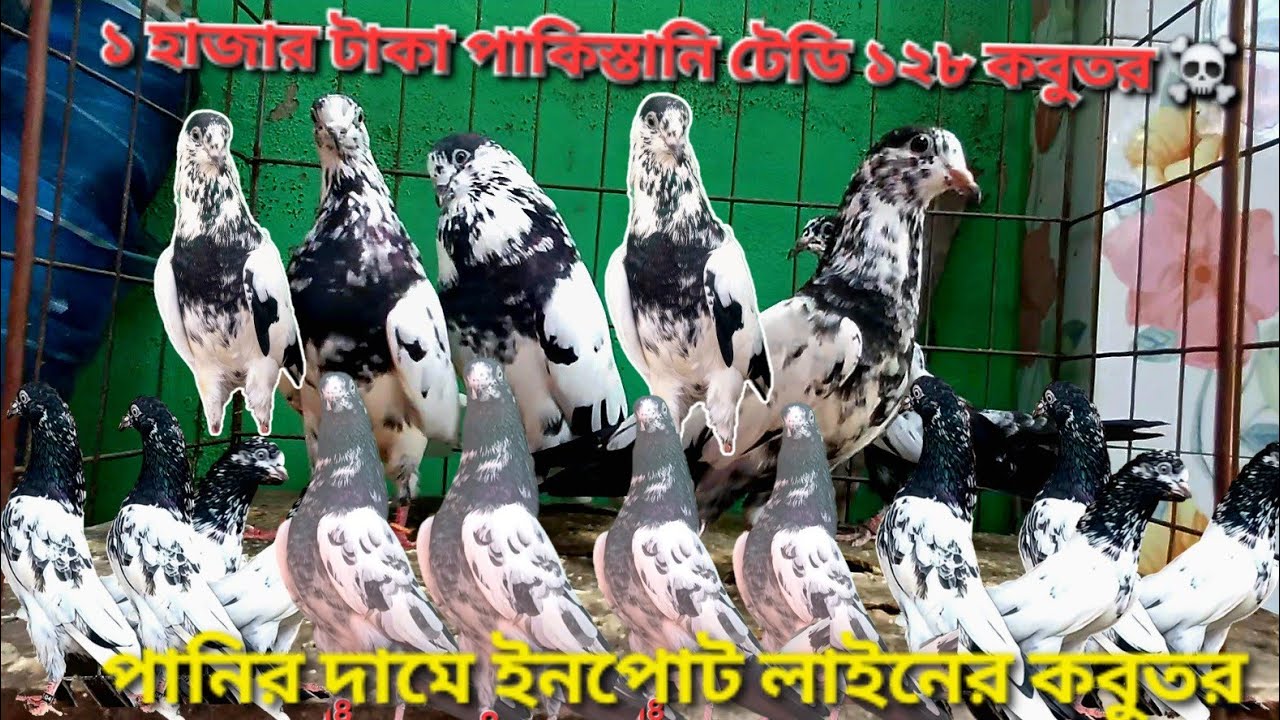 পানির দামে পাকিস্তানি হাই ফ্লাইং কবুতর কিনুন।# Akash high flyer #sellpost#viral #pigeon #pigeonlaver