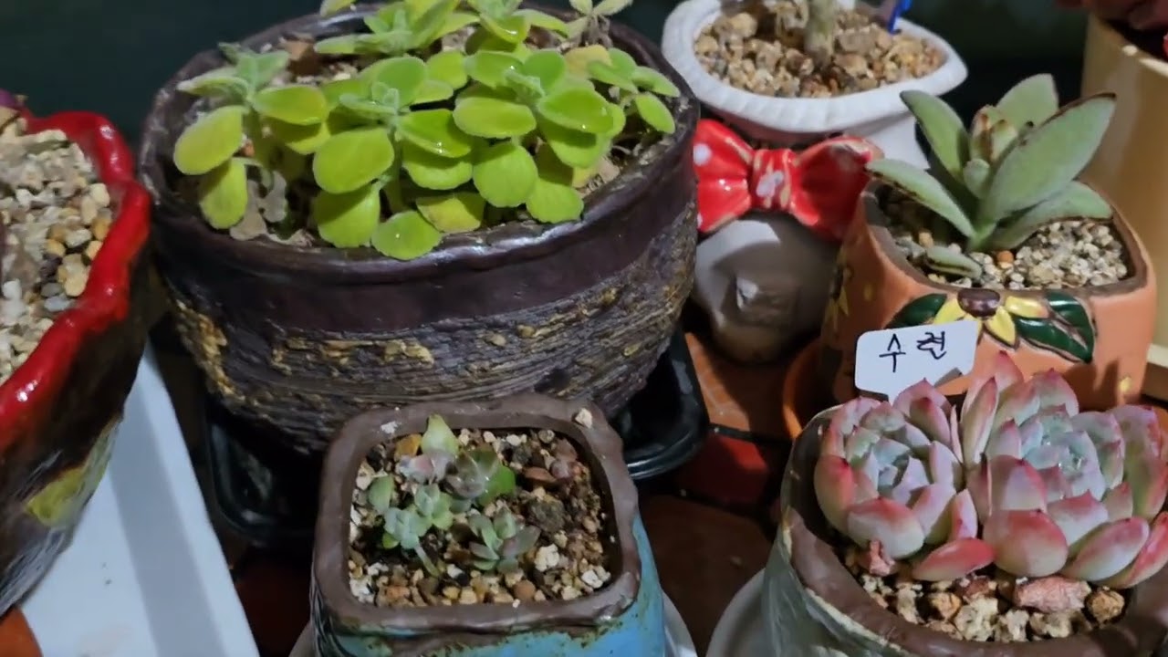 2/6🪴반려견과 🌸다육이 잠자기전에 눈맞추다  이뻐서 낮에 물주고 살피다🍃tobayo🌴good 🌴 
