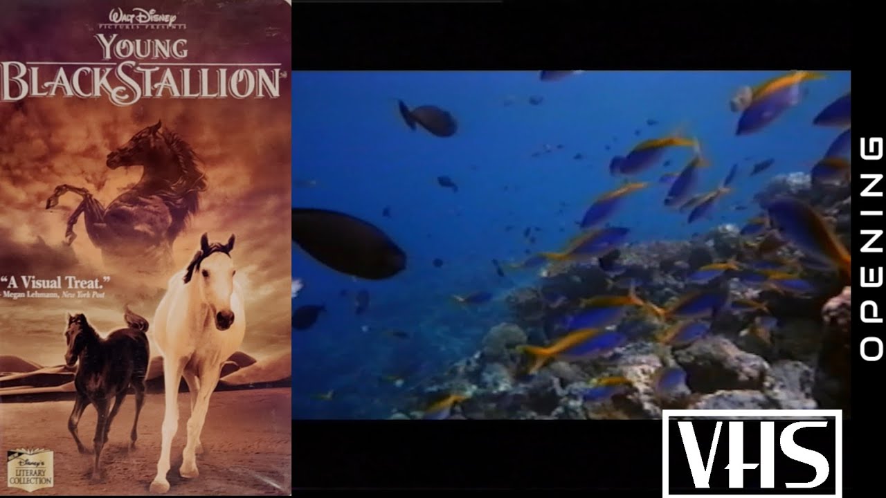 Opening to The Young Black Stallion (US VHS, 2004)