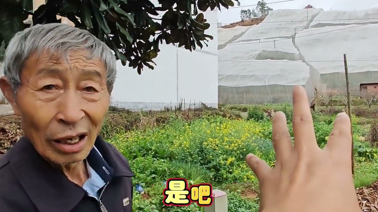 公路边访盘古老果农，弄清脐橙罩网目的，感叹投入大果农辛苦！