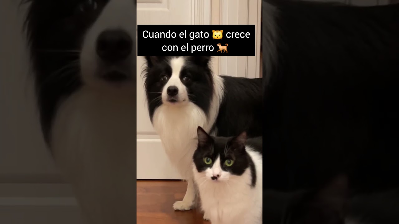Cuando el gato 🐱 crece con el perro 🐕 En casa tenemos 2 gatos 🐱 🐱 1 perro 🐕 y se llevan 