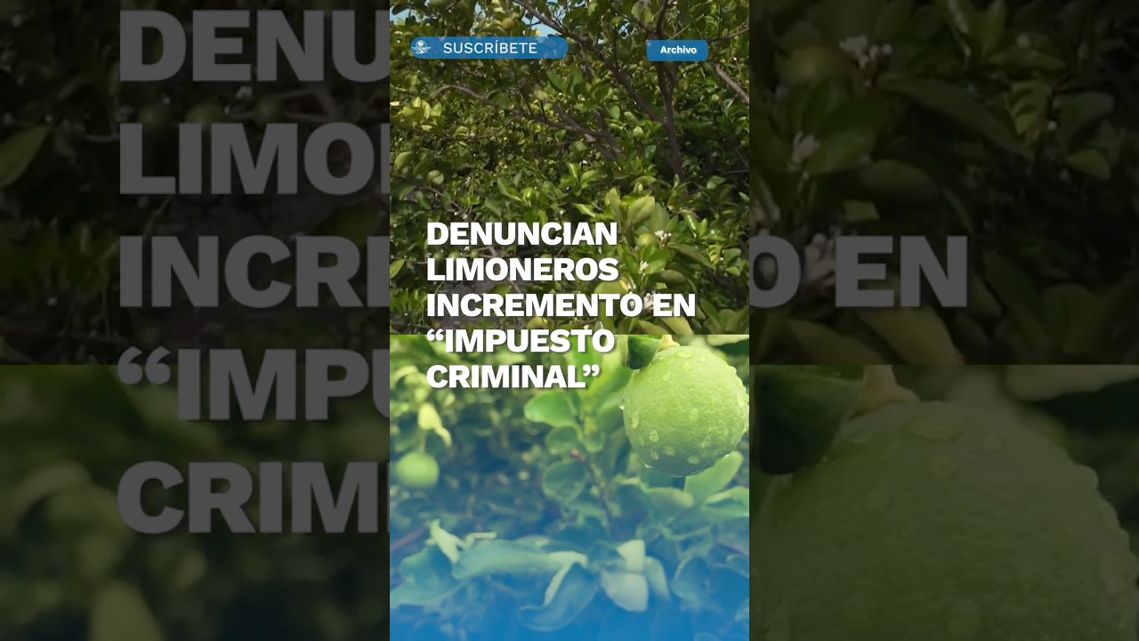Sube extorsi&oacute;n a limoneros; 70% no salen a cortar #shorts
