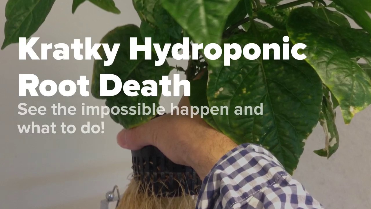 B.A. Kratky Hydroponics Root Health Tips and What Goes Wrong