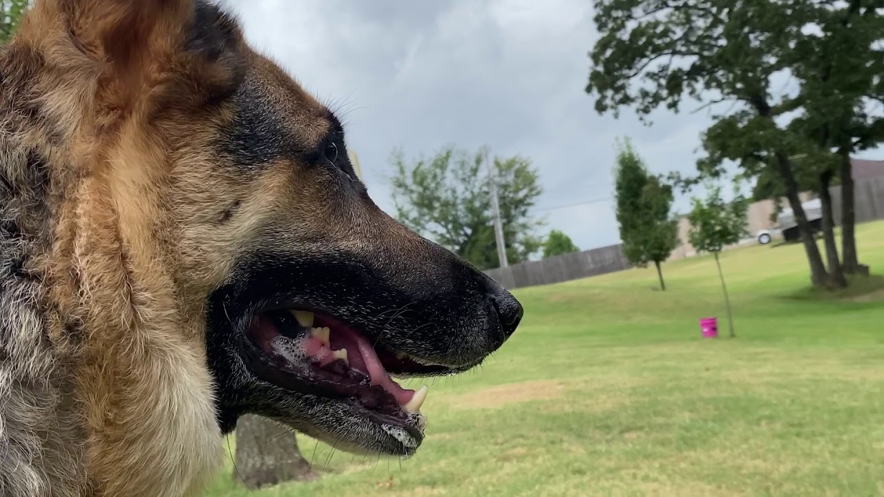 Friendly German Shepherd confronts Stray Dogs Wandering Through the Yard