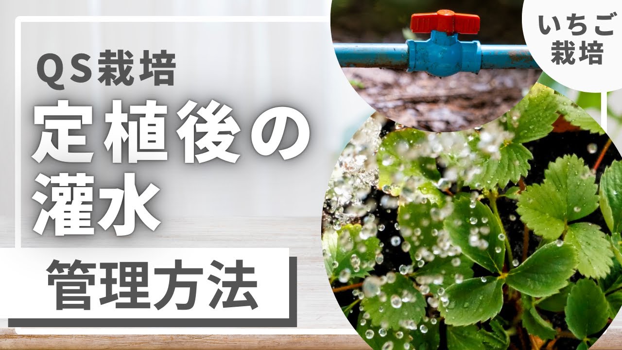 苺農家さん必見！【定植後の灌水】オススメの管理方法を徹底解説