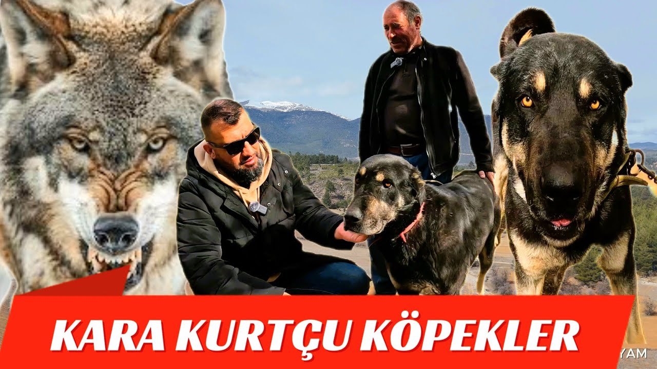 KARA KURTÇU KÖPEKLER.KARA ANADOLU ASLANLARI KEÇİ SÜRÜSÜNÜ KORUYOR.