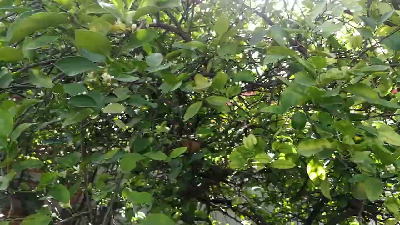 Fertilizante Triple 16 para tus árboles!! 🍋🍋🍊🍎