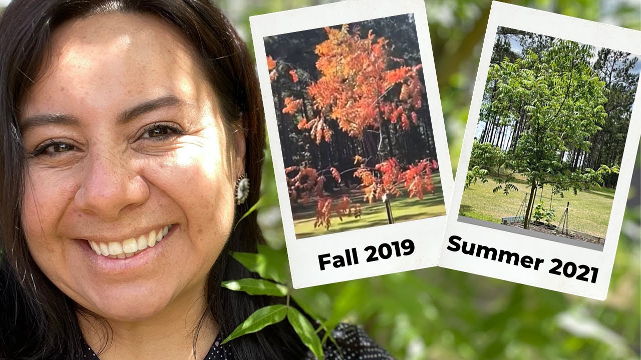My beautiful Chinese Pistache Tree (Summer vs Fall)