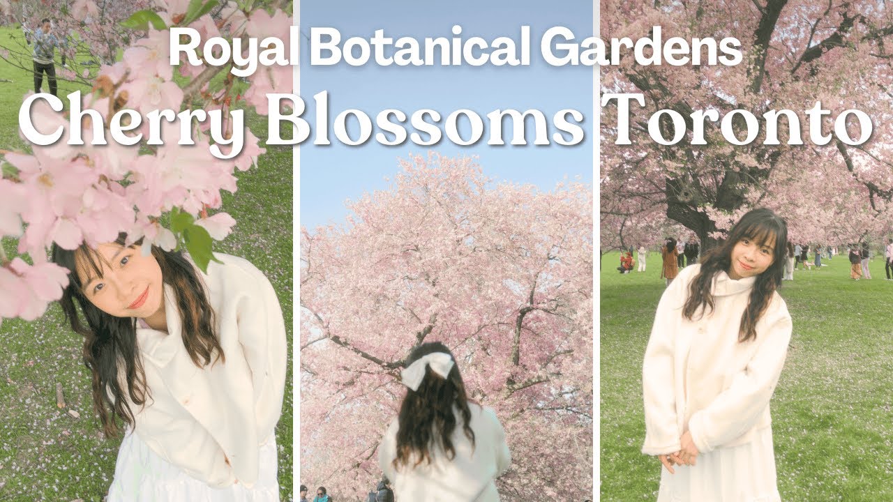 I Went Looking for the Biggest Cherry Blossom Tree in Toronto