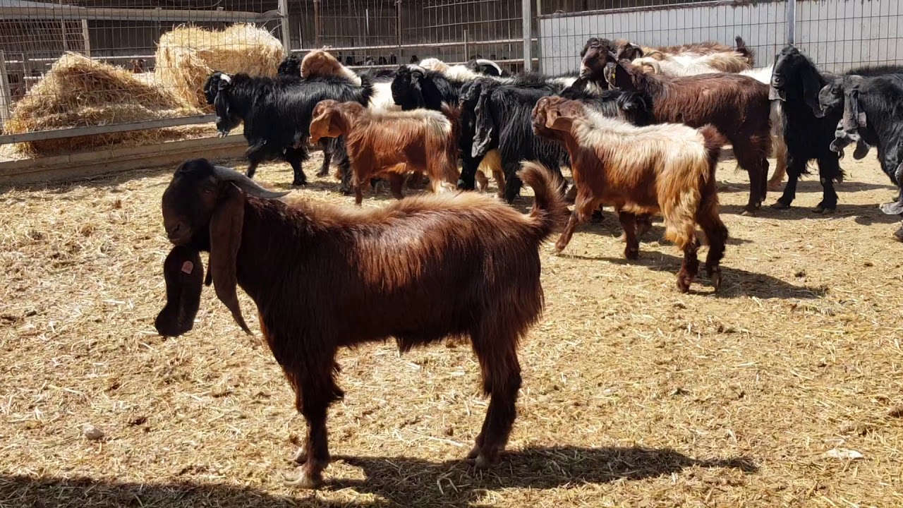 Shami Goats farm in Larnaca Cyprus(3)