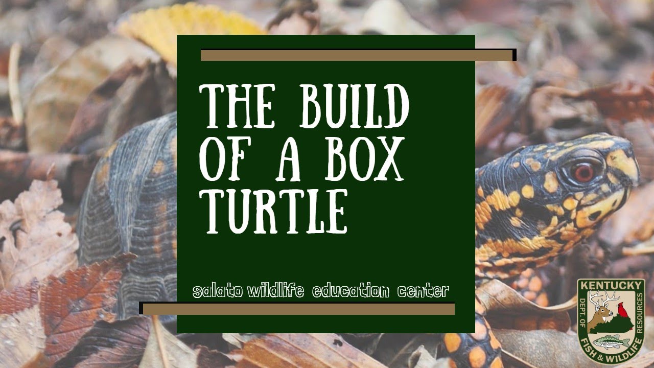The Build of a Box Turtle