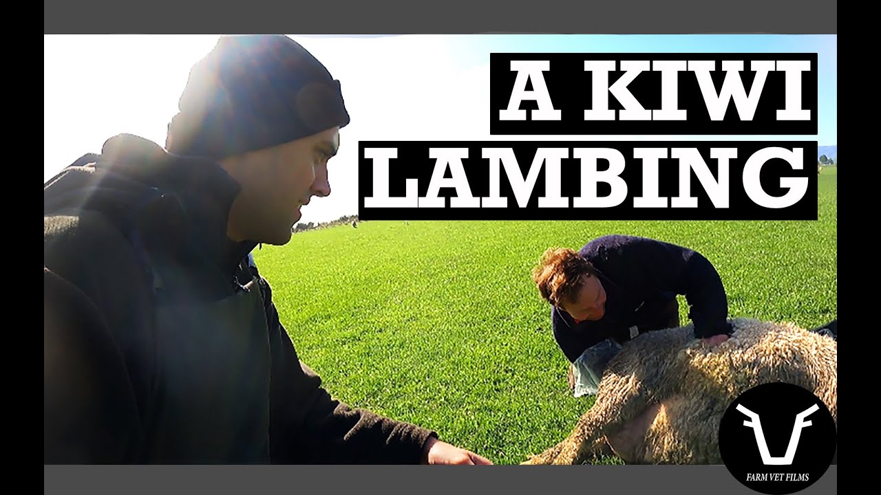 A NEW ZEALAND LAMBING | VLOG 58: A kiwi outdoor lambing beat