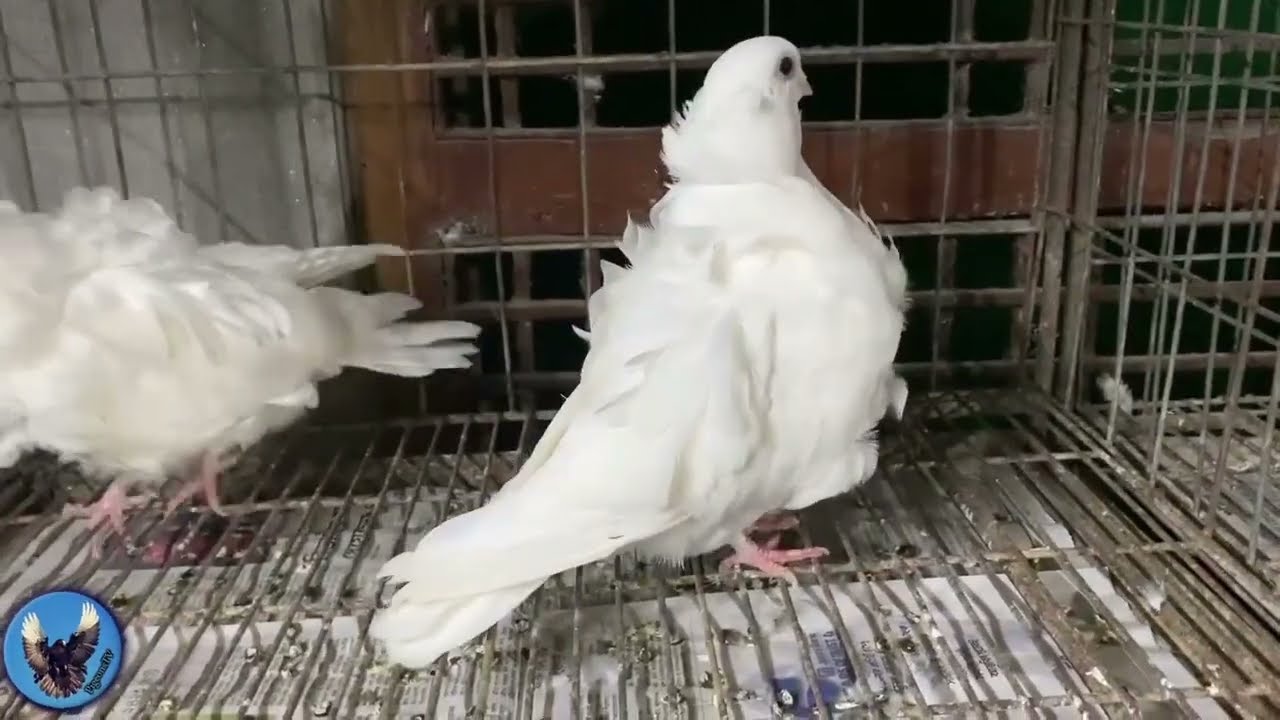 حمام كشكي صيني ابيض بفتله مميز