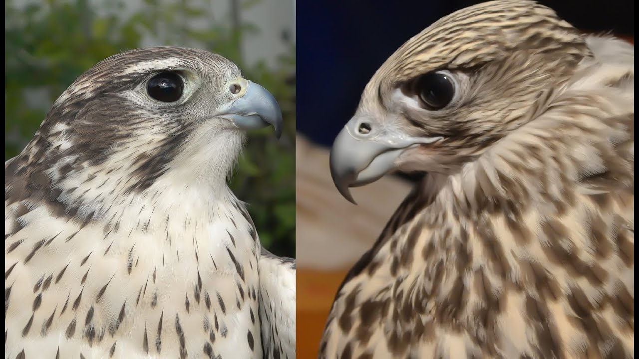 Falconry: Prairie Falcon VS Gyr Falcon