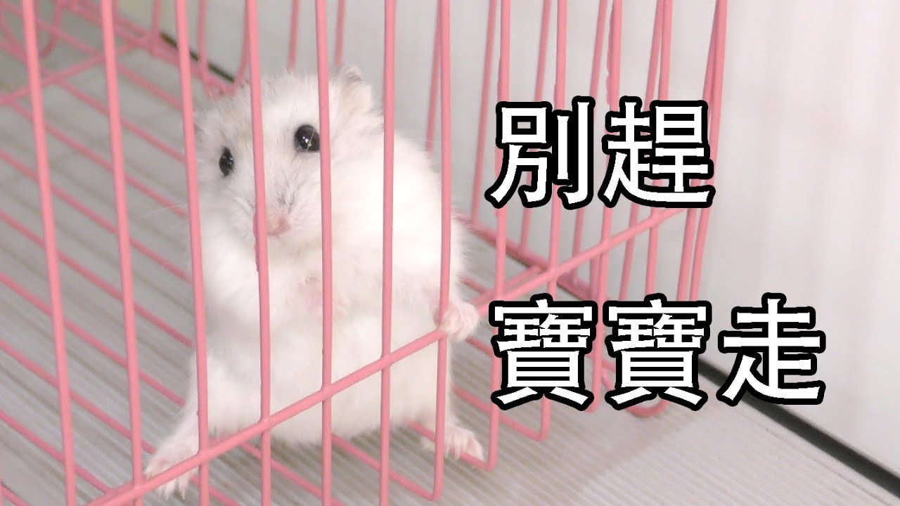 【Whale】倉鼠別墅的日常打掃