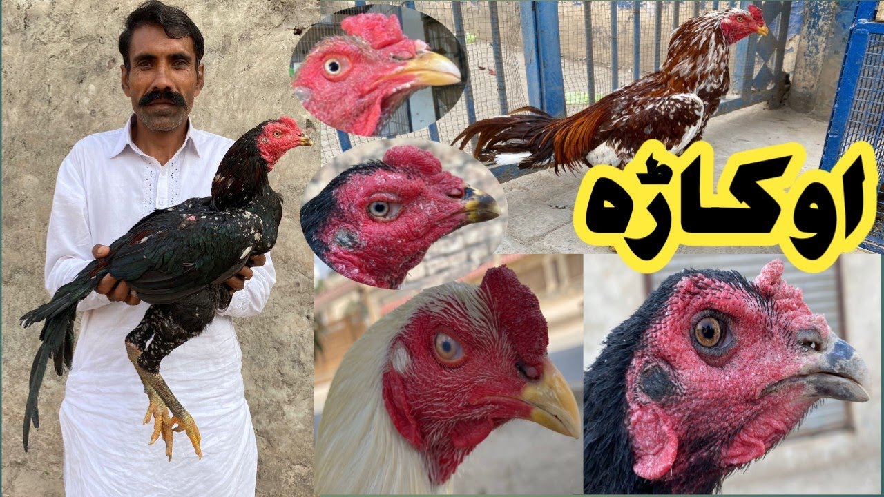 Friday Aseel Murgh Mandi Okara||ASEEL MURGH MANDI|| #aseelmandi #aseelmurgh @KALEEMASEELvlogs 