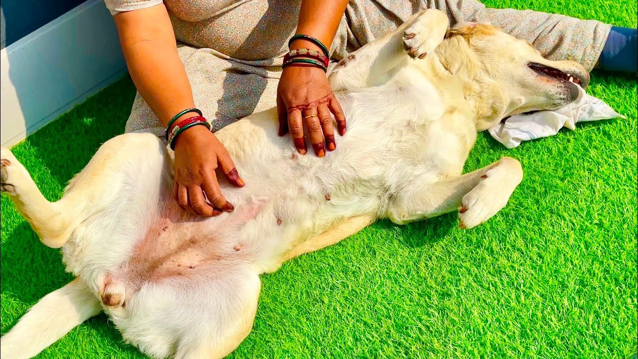 Dog Demands Belly Rubs Nonstop! This Dog Won’t Stop Asking for Belly Rubs!