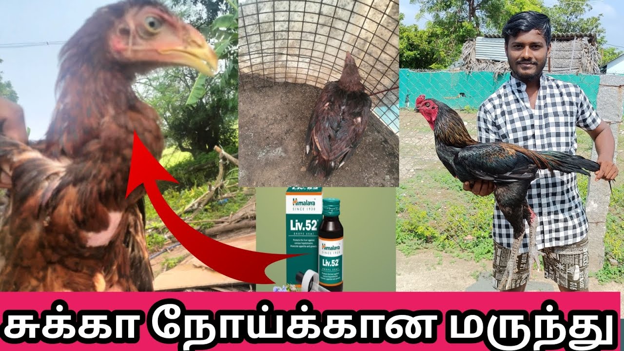 சுக்கா நோய்க்கான சிறந்த மருந்து|Tamizhan sanda kozhi|#seval #sevengers  #சுக்காநோய்