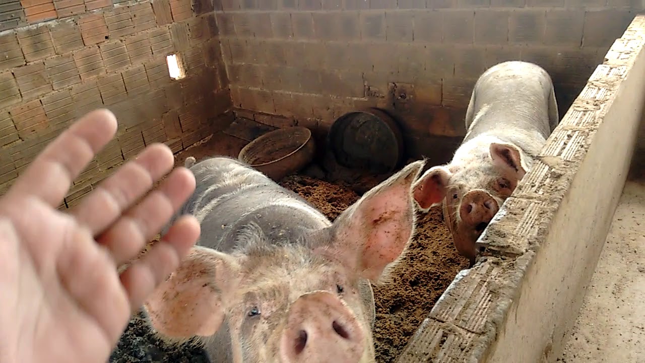 Como diminuir os gastos na alimentação dos suínos #cevada
